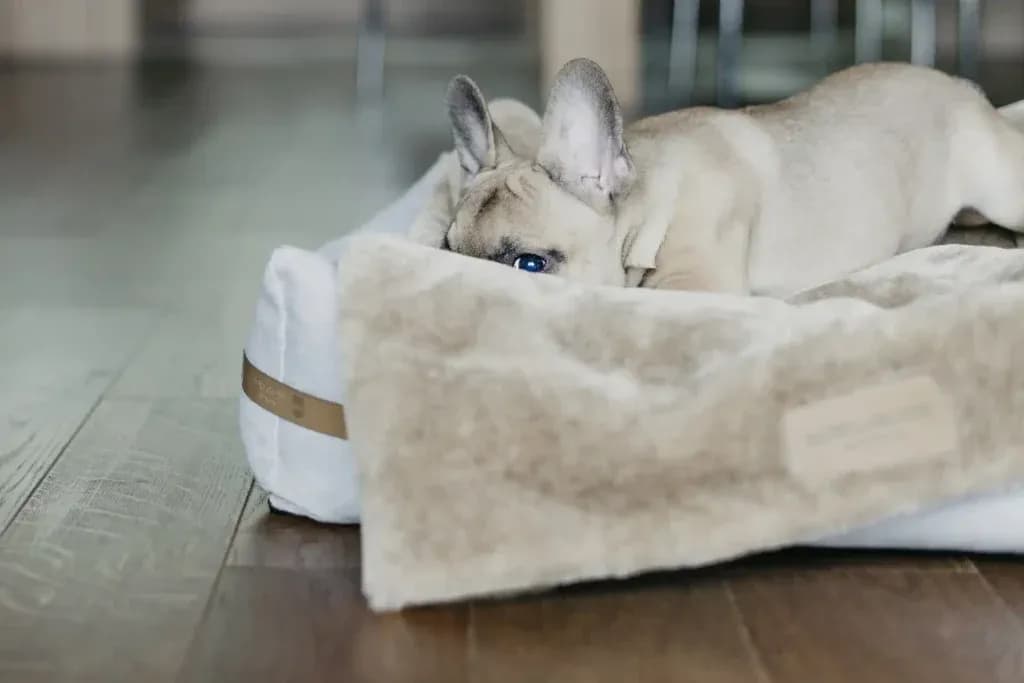 Jak przyzwyczaić psa do nowego mieszkania i uniknąć problemów z adaptacją