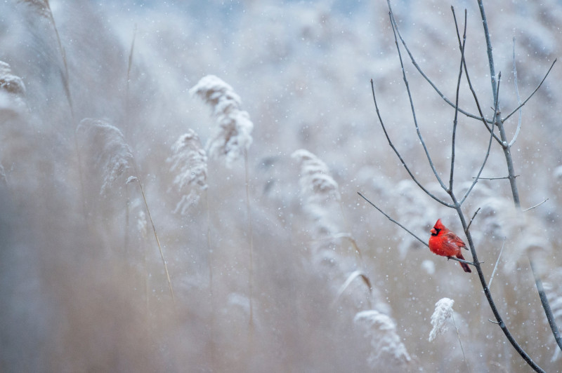Jak pomóc ptakom w zimę? Budki i karmniki dla zwierząt